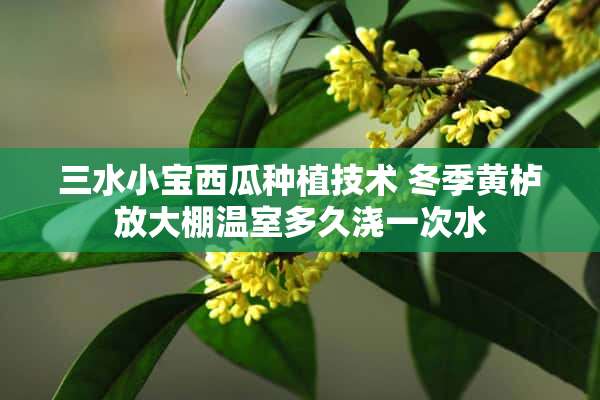 三水小宝西瓜种植技术 冬季黄栌放大棚温室多久浇一次水