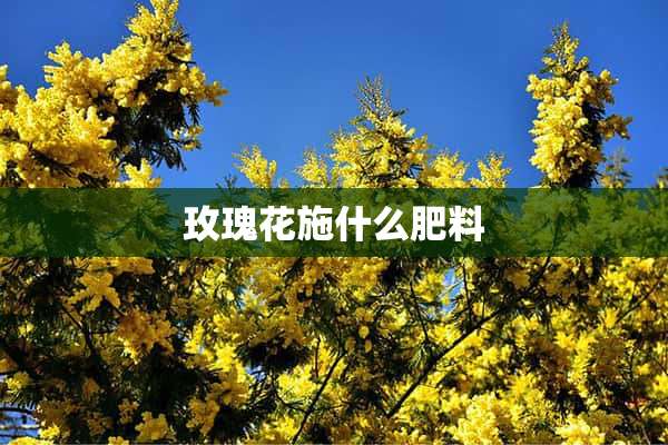 玫瑰花施什么肥料