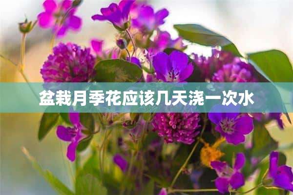 盆栽月季花应该几天浇一次水