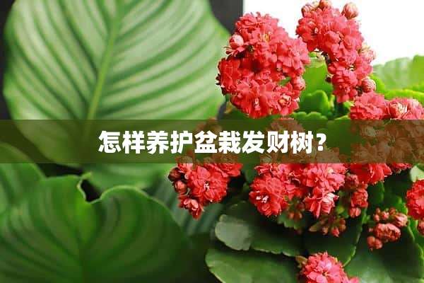 怎样养护盆栽发财树？