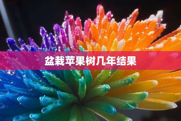 盆栽苹果树几年结果