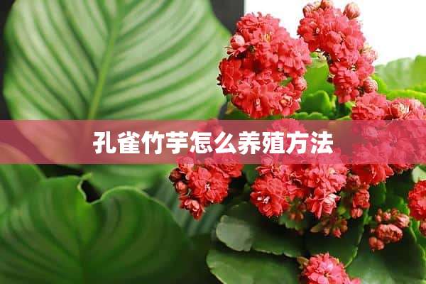 孔雀竹芋怎么养殖方法