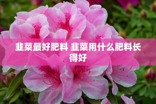 韭菜最好肥料 韭菜用什么肥料长得好