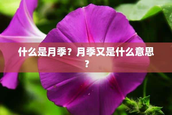 什么是月季？月季又是什么意思？