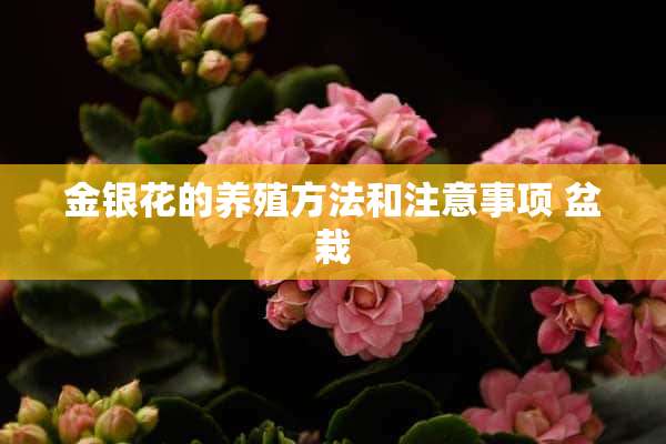 金银花的养殖方法和注意事项 盆栽