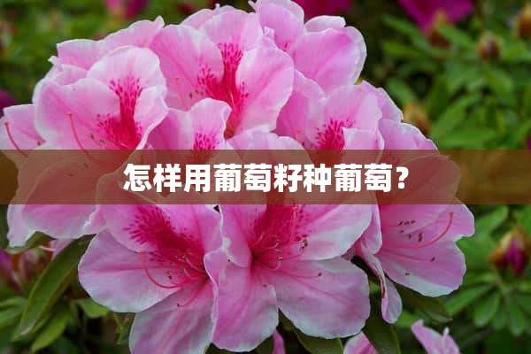 怎样用葡萄籽种葡萄？