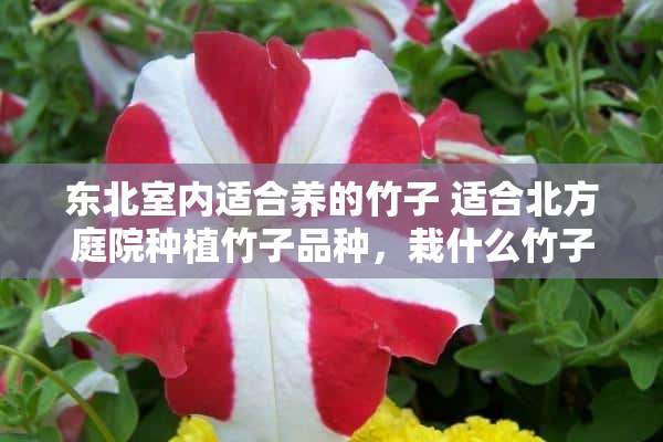 东北室内适合养的竹子 适合北方庭院种植竹子品种，栽什么竹子风水好