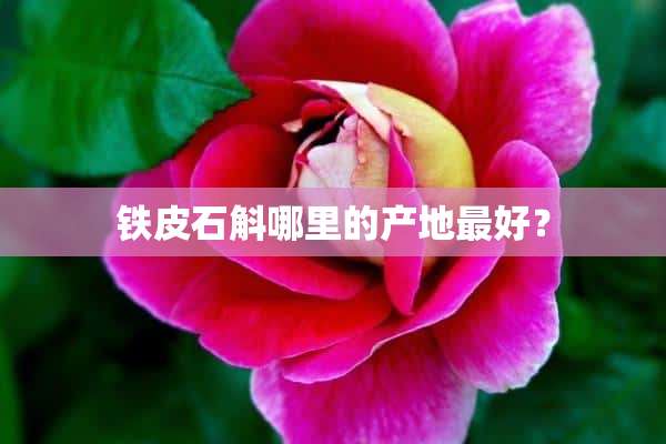 铁皮石斛哪里的产地最好？