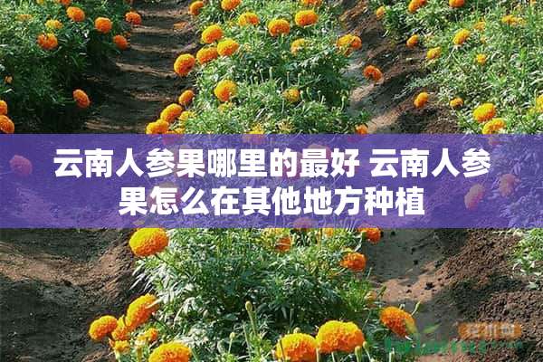 云南人参果哪里的最好 云南人参果怎么在其他地方种植