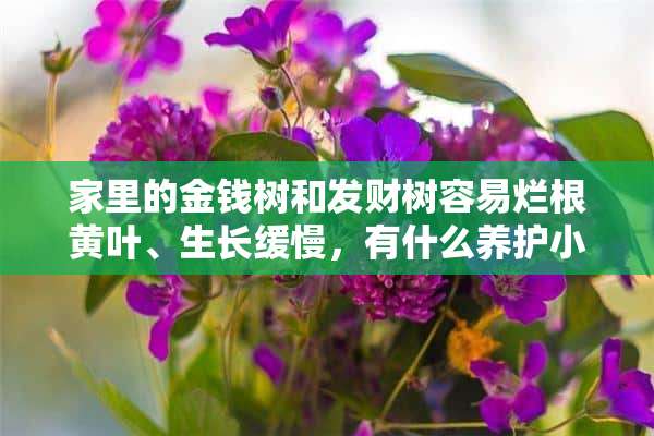 家里的金钱树和发财树容易烂根黄叶、生长缓慢，有什么养护小绝招吗？