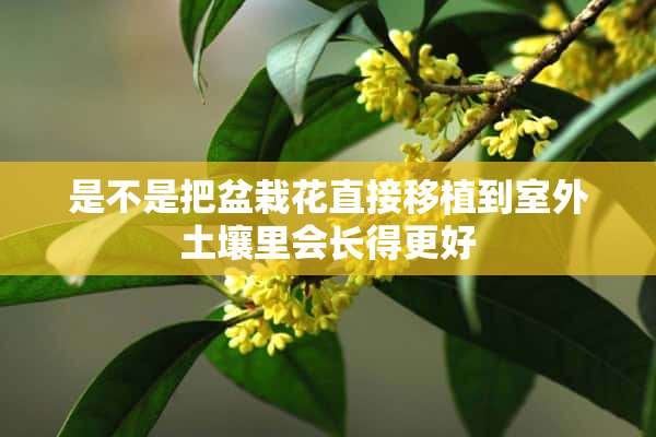 是不是把盆栽花直接移植到室外土壤里会长得更好