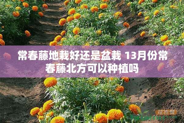 常春藤地栽好还是盆栽 13月份常春藤北方可以种植吗