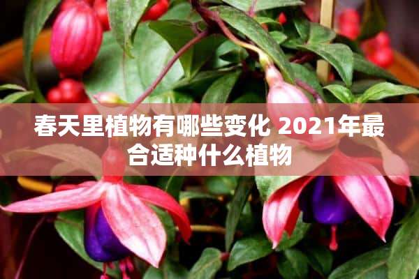 春天里植物有哪些变化 2021年最合适种什么植物