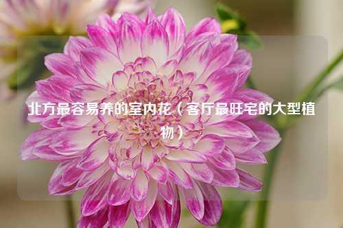 北方最容易养的室内花（客厅最旺宅的大型植物） 花卉