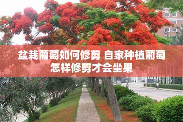 盆栽葡萄如何修剪 自家种植葡萄怎样修剪才会坐果