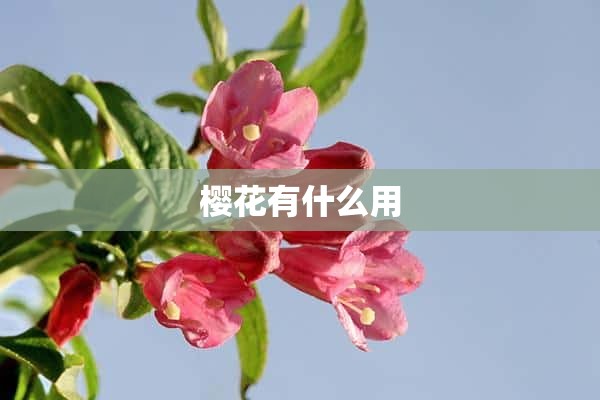 樱花有什么用