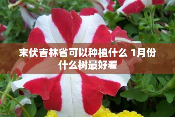 末伏吉林省可以种植什么 1月份什么树最好看