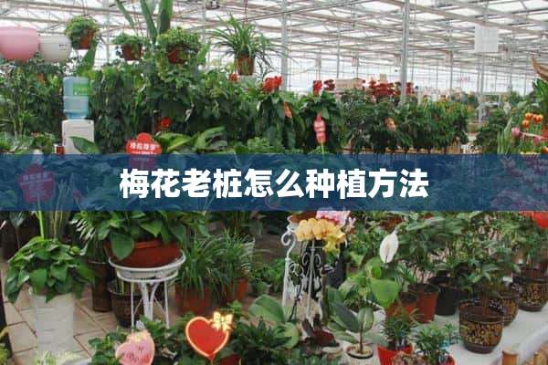 梅花老桩怎么种植方法