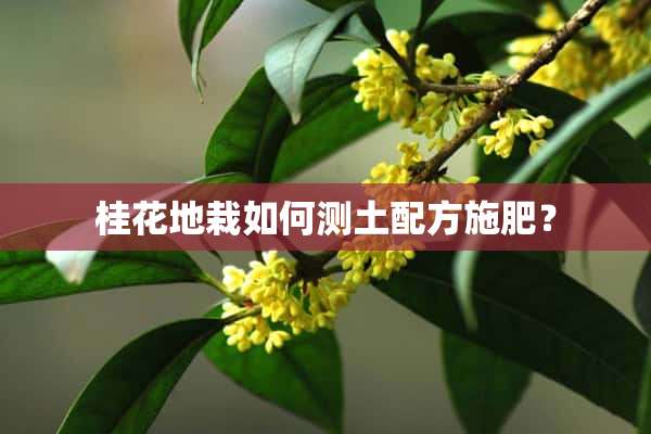 桂花地栽如何测土配方施肥？