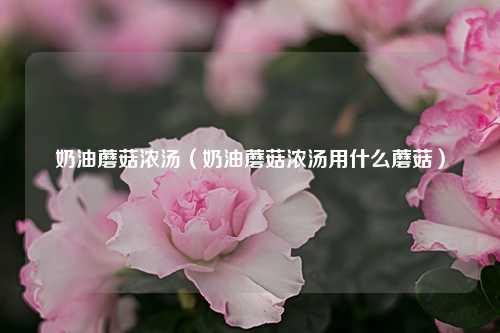 奶油蘑菇浓汤（奶油蘑菇浓汤用什么蘑菇） 花卉