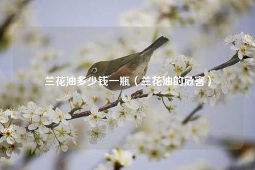 兰花油多少钱一瓶（兰花油的危害） 花卉