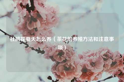 杜鹃花夏天怎么养（茶花的养殖方法和注意事项）