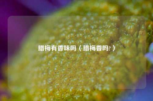 腊梅有香味吗（腊梅香吗?） 花卉