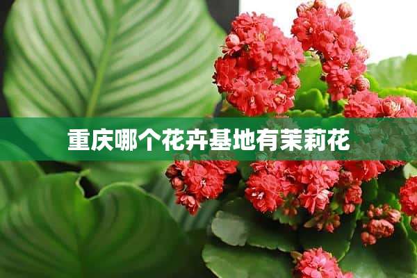 重庆哪个花卉基地有茉莉花