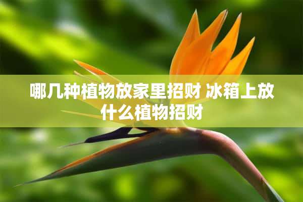 哪几种植物放家里招财 冰箱上放什么植物招财