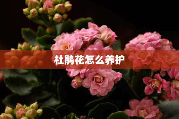 杜鹃花怎么养护