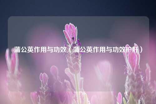 蒲公英作用与功效（蒲公英作用与功效护肝） 花卉