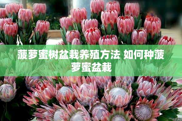 菠萝蜜树盆栽养殖方法 如何种菠萝蜜盆栽