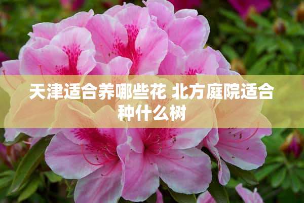 天津适合养哪些花 北方庭院适合种什么树