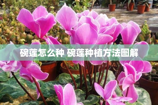 碗莲怎么种 碗莲种植方法图解