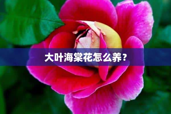 大叶海棠花怎么养？