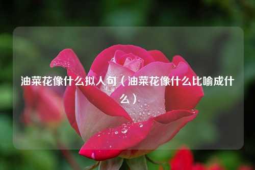 油菜花像什么拟人句（油菜花像什么比喻成什么）