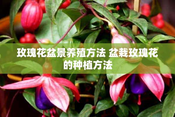 玫瑰花盆景养殖方法 盆栽玫瑰花的种植方法