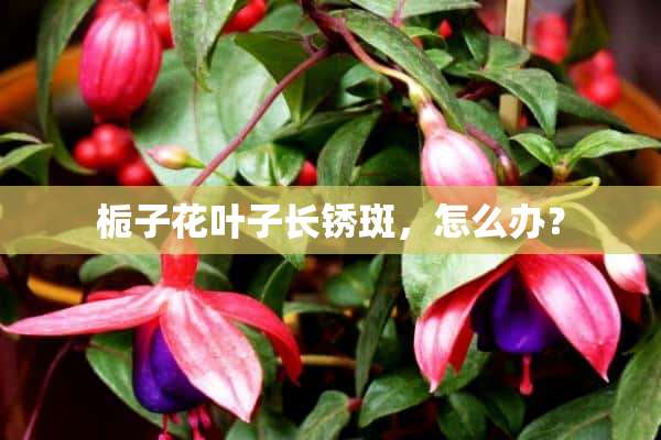 栀子花叶子长锈斑，怎么办？