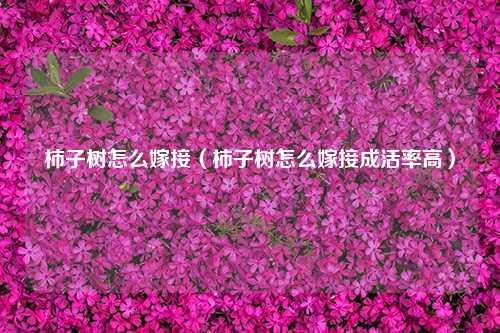 柿子树怎么嫁接（柿子树怎么嫁接成活率高） 花卉