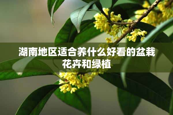 湖南地区适合养什么好看的盆栽花卉和绿植