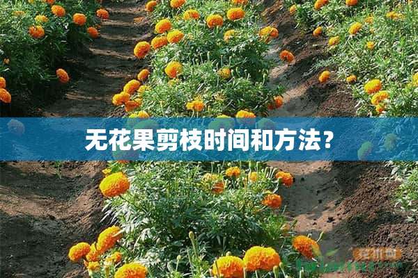 无花果剪枝时间和方法？