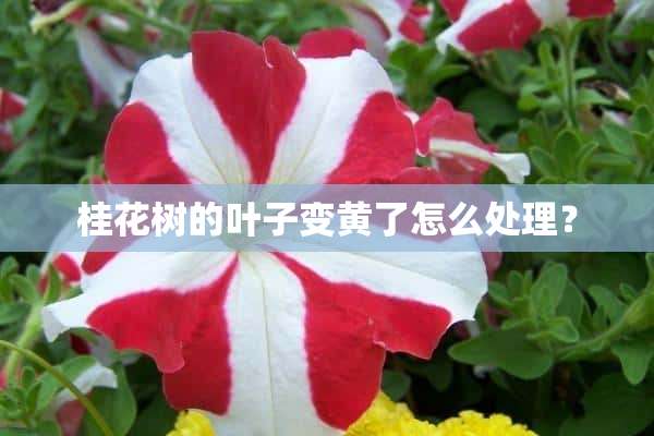 桂花树的叶子变黄了怎么处理？