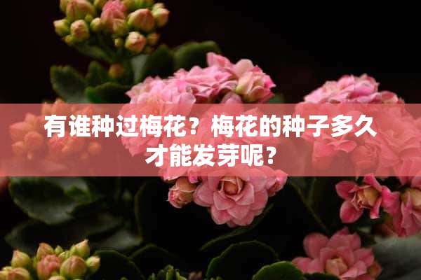 有谁种过梅花？梅花的种子多久才能发芽呢？