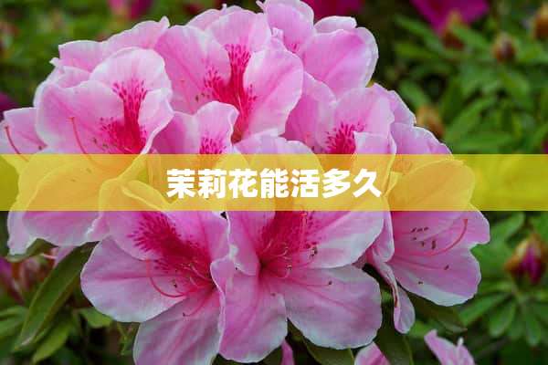 茉莉花能活多久