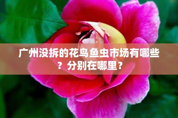 广州没拆的花鸟鱼虫市场有哪些？分别在哪里？