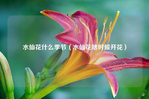 水仙花什么季节（水仙花啥时候开花） 花卉