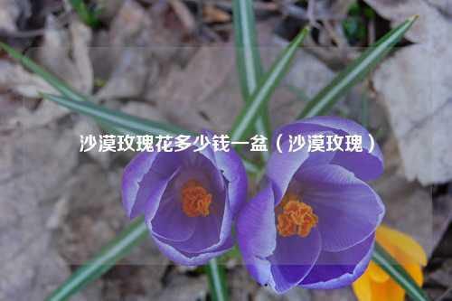 沙漠玫瑰花多少钱一盆（沙漠玫瑰）