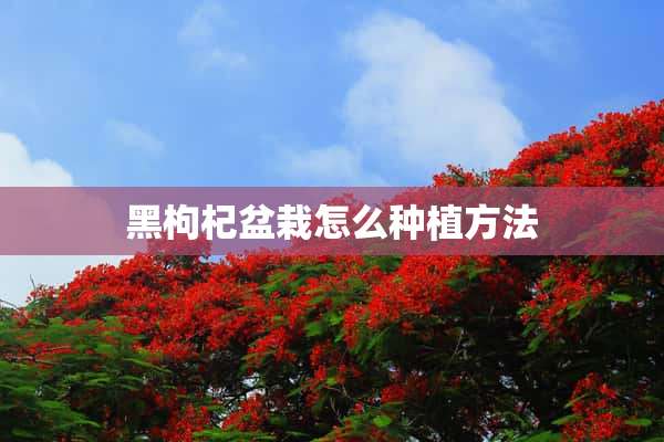 黑枸杞盆栽怎么种植方法