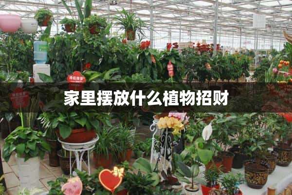 家里摆放什么植物招财