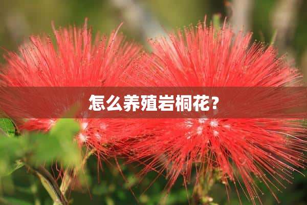 怎么养殖岩桐花？